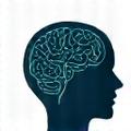 Cognitive wellness and brain fitness programs for memory enhancement